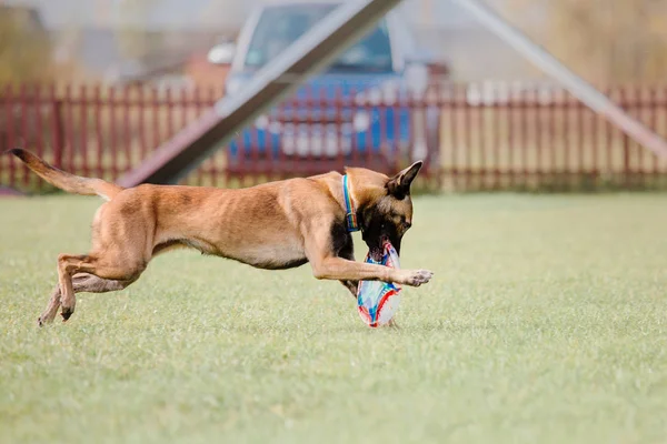 Belgijski Malinois Owczarek Pies — Zdjęcie stockowe