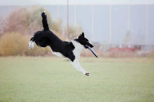 Border Collie Hond Vangen Van Een Plastic Schijf — Stockfoto