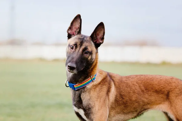 Belgijski Malinois Owczarek Pies — Zdjęcie stockowe