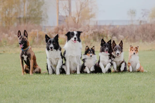 Group of 7 dogs sitting in the Park