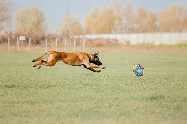 Belgický Ovčák Malinois Pes — Stock fotografie