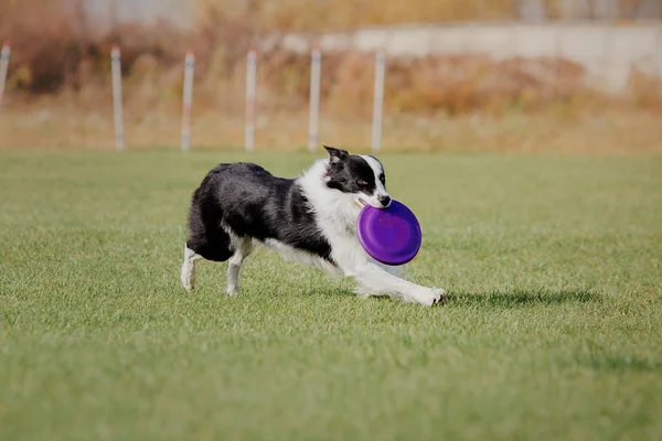Border Collie Dog Catching Plastic Disc — Stock Photo, Image