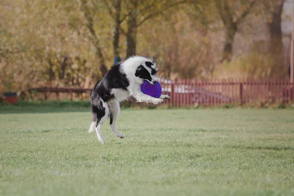 Border Collie Pies Połowu Płyty Tworzyw Sztucznych — Zdjęcie stockowe