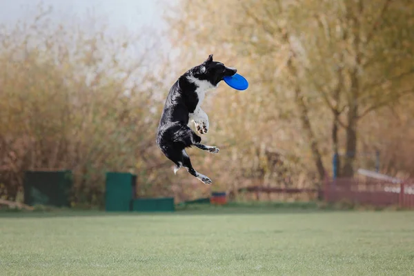 Border Collie Dog Catching Plastic Disc — Stock Photo, Image