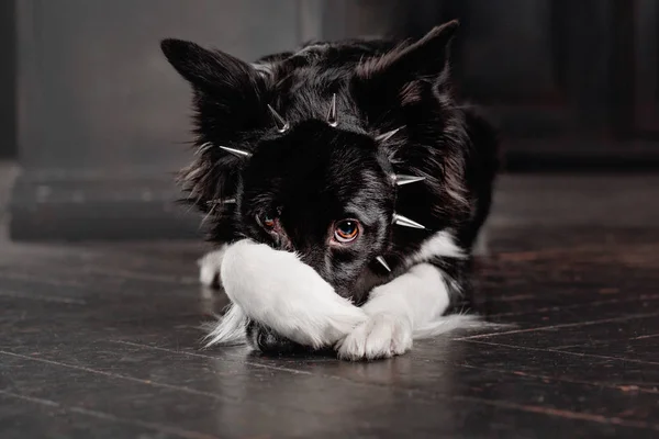 Hund Einem Schwarzen Raum Vintage Dunkles Interieur Border Collie Hund — Stockfoto