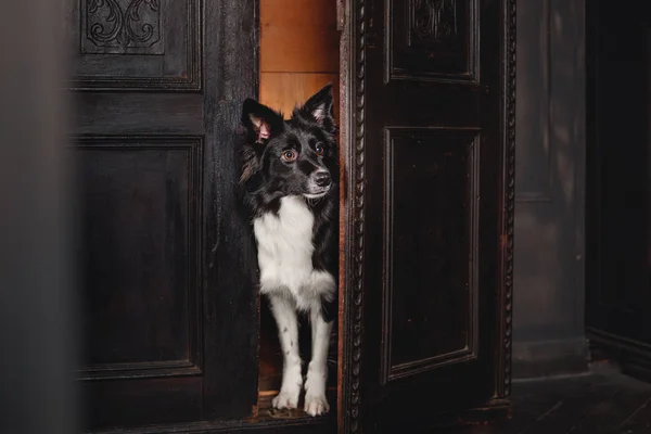 Câine Într Cameră Neagră Interior Întunecat Epocă Border Collie Câine — Fotografie, imagine de stoc