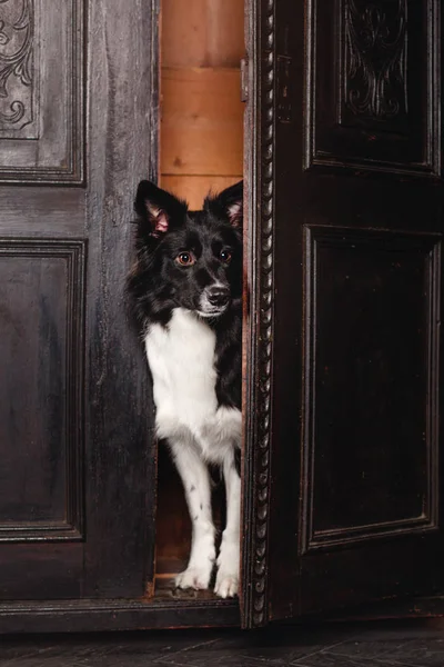 Cão Numa Sala Preta Interior Escuro Vintage Fronteira Collie Cão — Fotografia de Stock