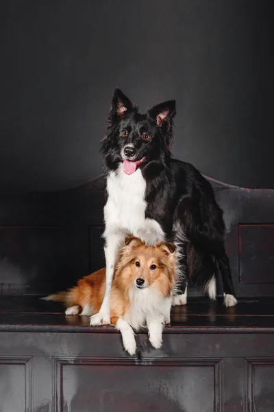 Siyah bir odada iki köpek. Vintage karanlık iç. Sığınak ve kenar kömür ocağı köpekler birlikte