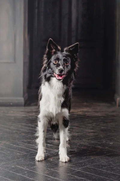 ブラック ルームで犬 ビンテージの暗い室内 ボーダーコリー犬 — ストック写真