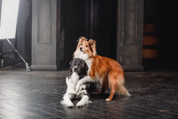 Dois Cães Numa Sala Preta Interior Escuro Vintage Sheltie Fronteira — Fotografia de Stock
