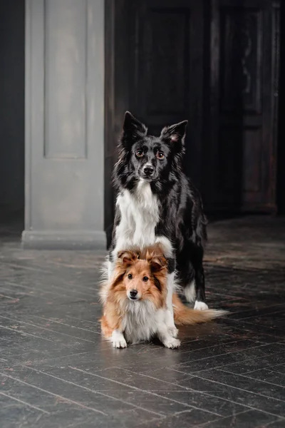 Zwei Hunde Einem Schwarzen Raum Vintage Dunkles Interieur Sheltie Und — Stockfoto