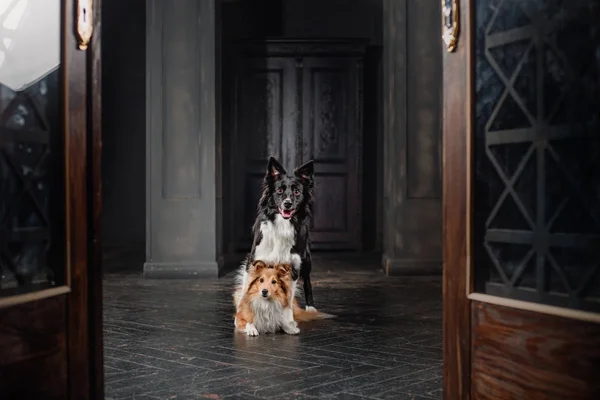 ブラック ルームで 匹の犬 ビンテージの暗い室内 シェルティー ボーダーコリー犬一緒に — ストック写真