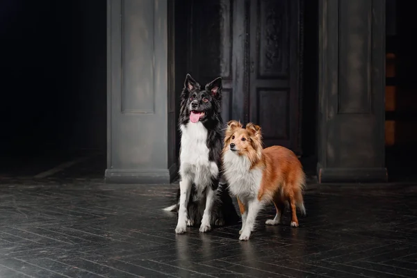 Two dogs in a black room. Vintage dark interior. Sheltie and Border Collie dogs together