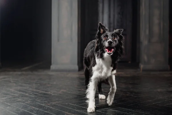 Köpek Siyah Bir Odada Vintage Karanlık Border Collie Köpek — Stok fotoğraf