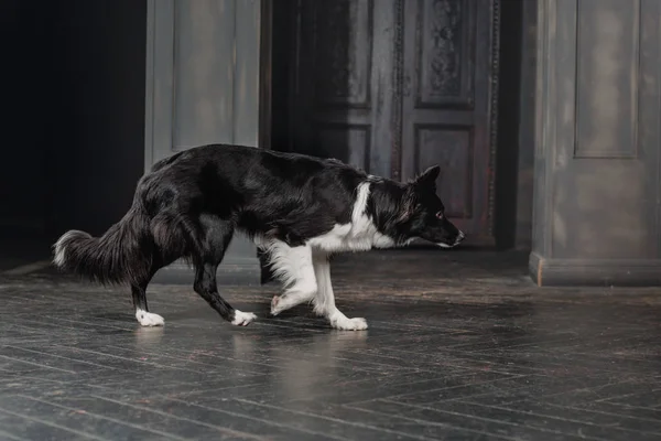 Dog in a black room. Vintage dark interior. Border Collie dog.