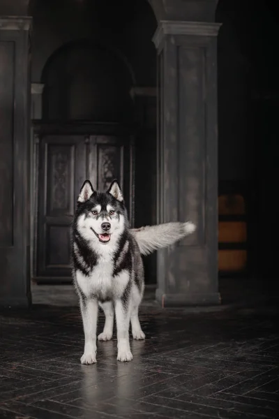 Husky dog in a black interior