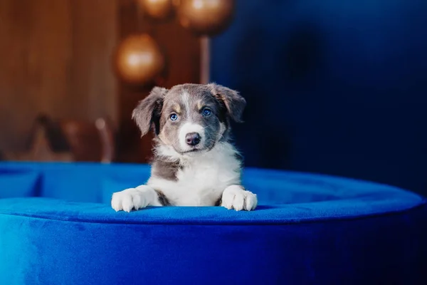 Şirin bir çoban köpeği yavrusu