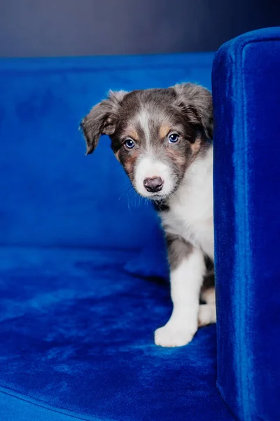 Lindo Frontera Collie Cachorro — Foto de Stock