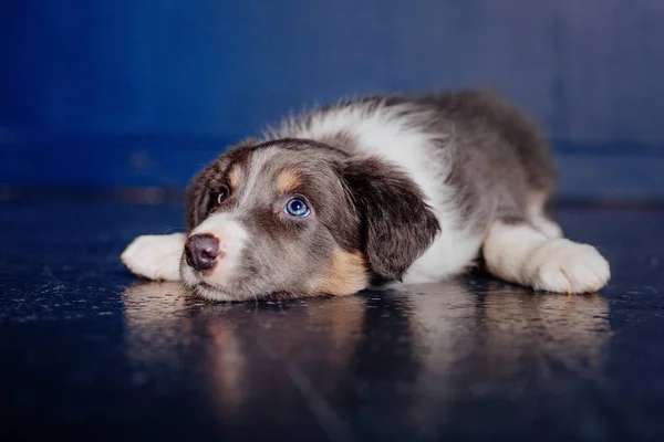 Söpö Raja Collie Pentu — kuvapankkivalokuva