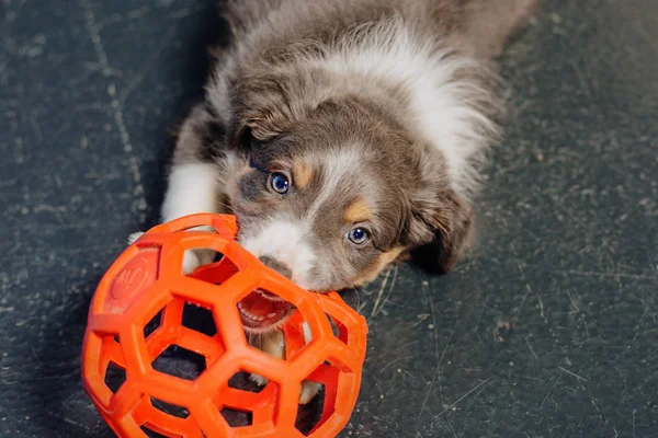 Cute Border Collie Puppy — Stock Photo, Image