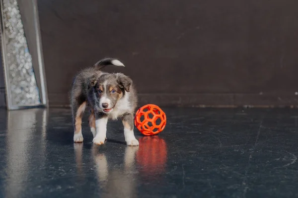 Drăguț Frontieră Collie Catelus — Fotografie, imagine de stoc