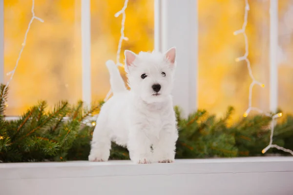 West Highland White Terrier Welpen Auf Einem Bett Weihnachtslandschaft Und — Stockfoto