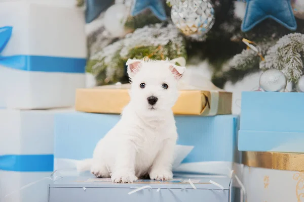 Δυτικά Highland Λευκού Σκύλου Κουτάβι Ένα Κρεβάτι Χριστουγεννιάτικο Σκηνικό Και — Φωτογραφία Αρχείου
