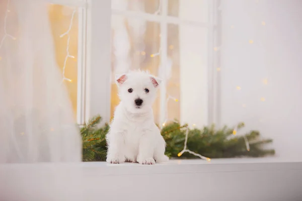 West Highland White Terrier Kiskutya Ágyon Karácsonyi Táj Belső — Stock Fotó
