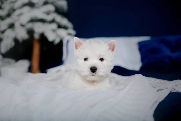 West Highland White Terrier Cachorro Una Cama Paisajes Interiores Navideños — Foto de Stock