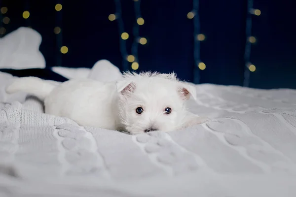 ウエスト ハイランド ホワイト テリア子犬のベッドの上 クリスマスの風景とインテリア — ストック写真