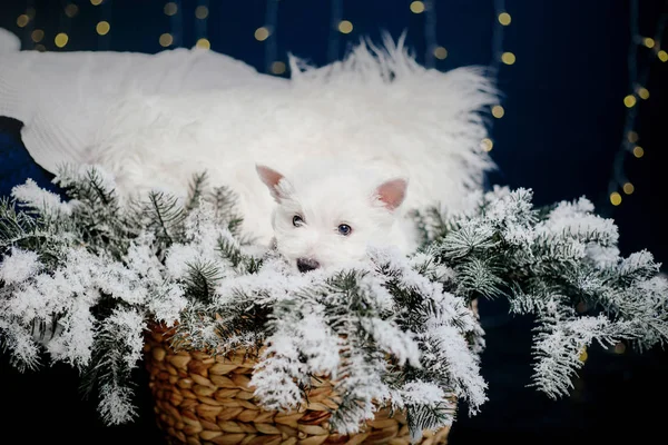 西部高地白色小狗在床上 圣诞风光和室内 — 图库照片