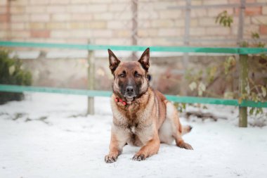 Belçika çoban Malinois köpek