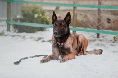 Belçika çoban Malinois köpek