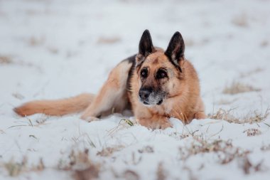 Alman çoban köpeği karda