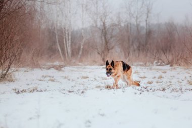 Alman çoban köpeği karda