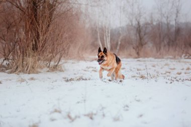 Alman çoban köpeği karda