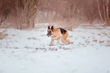 Alman çoban köpeği karda
