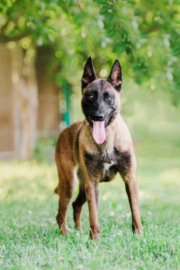 Belçika çoban Malinois köpek