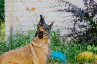 Belçika çoban Malinois köpek