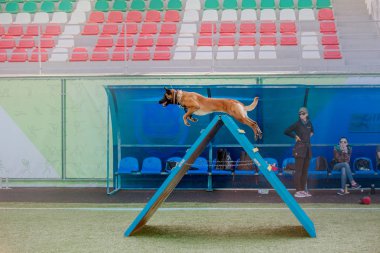 Belçika çoban Malinois köpek