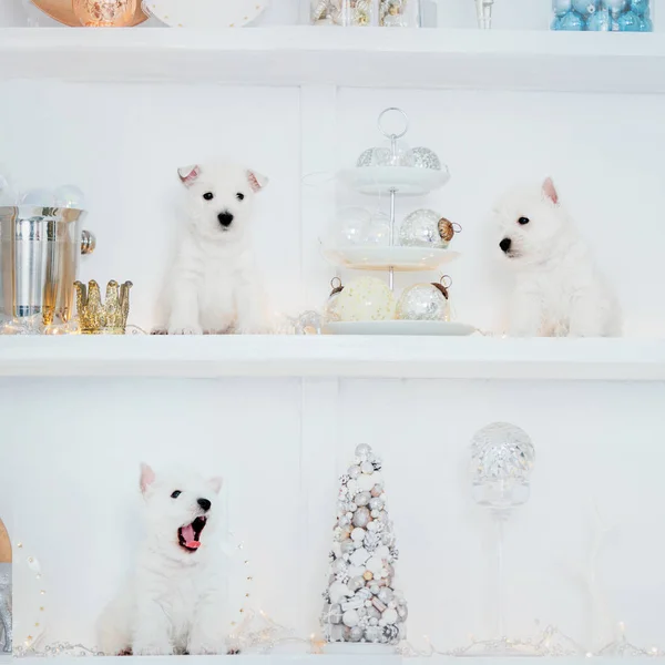 West Highland White Terrier Cachorro Una Cama Paisajes Interiores Navideños — Foto de Stock