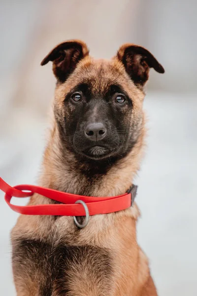 Belga Pastor Malcom Cachorro — Foto de Stock