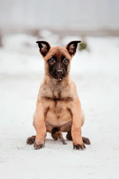 Belçika Çoban Malinois Köpek Yavrusu — Stok fotoğraf