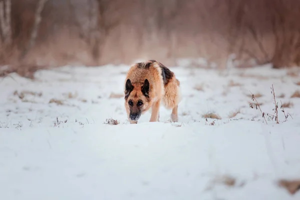 Немецкая Овчарка Снегу — стоковое фото