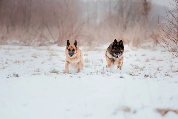 Schäferhund Schnee — Stockfoto