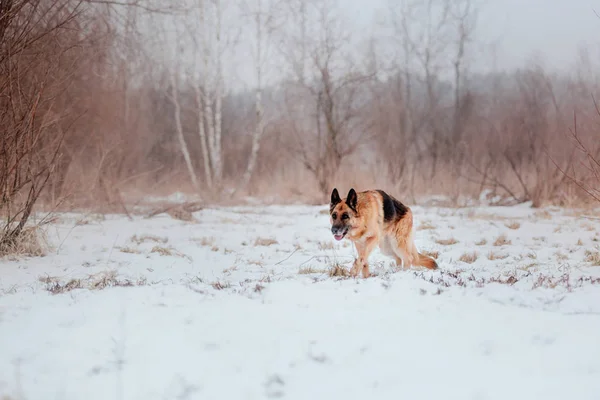 German Shepherd Dog Snow — Stock Photo, Image