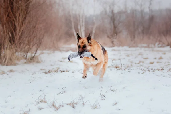 Schäferhund Schnee — Stockfoto