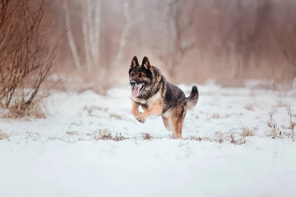 Schäferhund Schnee — Stockfoto