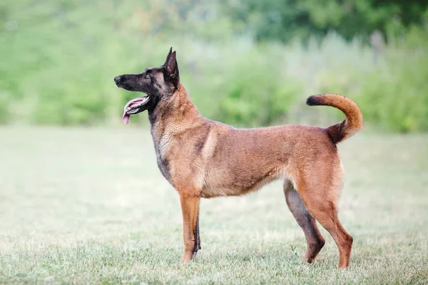 Belgijski Malinois Owczarek Pies — Zdjęcie stockowe