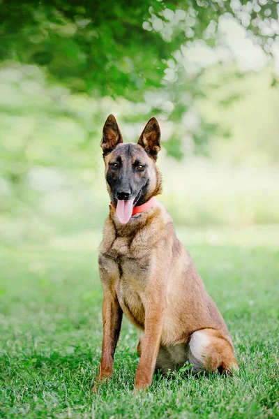 Belgijski Malinois Owczarek Pies — Zdjęcie stockowe